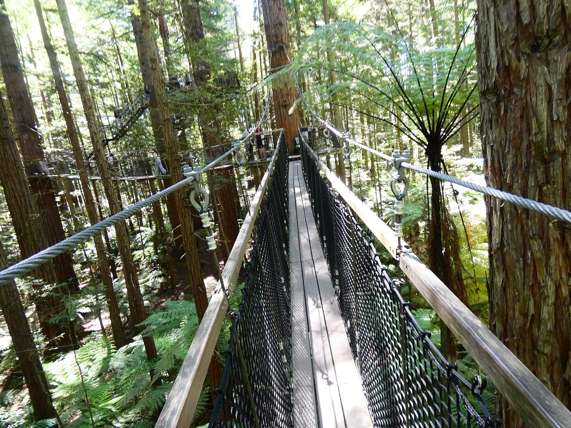 Les Redwoods de Whakarewarewa