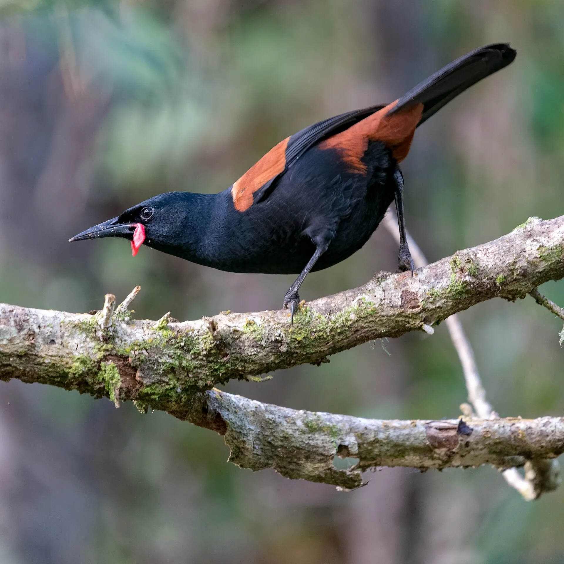 Zealandia, la nature au cœur de la ville